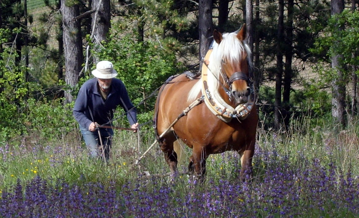 Traction animale dans les sauges